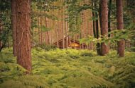 sherwood forest lodges